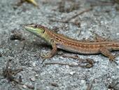 lizard-animal-nature-reptile-620414.jpg