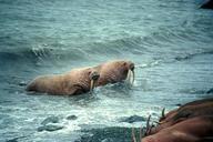 Pair of walrus animals male and female odobenus rosmarus.jpg