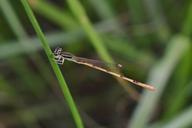 damselfly-insect-insectoid-winged-1525612.jpg