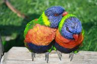 rainbow-lorikeet-parrots-lorikeet-334204.jpg