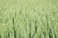 fields-wheat-fields-wheat-epi-1374574.jpg