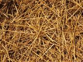 straw-straws-field-nature-609923.jpg