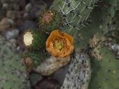 Cactus flower in desert.jpg