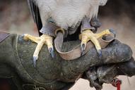 talons-bird-claws-powerful-glove-354252.jpg