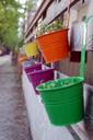 city-street-pavement-flowers-815649.jpg