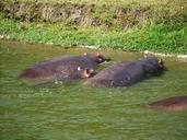 hippos-watering-hole-animals-family-1536357.jpg