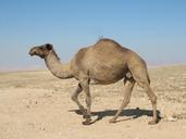 desert-dromedary-animals-nature-409386.jpg