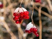 berries-red-winter-snow-hood-656745.jpg