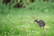 duck-chicken-young-animal-621690.jpg