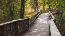 Boardwalk_through_the_woods.jpg