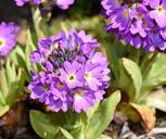 primrose-drumstick-flower-flowers-748522.jpg