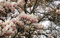 magnolia-tree-magnolia-flowers-trees-312781.jpg