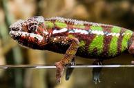 chameleon-red-green-nature-scale-962604.jpg