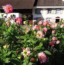 farm-dahlias-rural-flowers-nature-244823.jpg