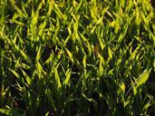 seed-field-arable-grass-green-779820.jpg