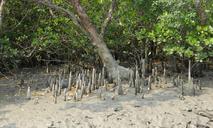 cone-roots-mangroves-flora-species-1226567.jpg