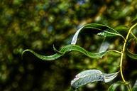 nature-tree-willow-foliage-922625.jpg