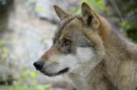 wolf-wolf-face-wild-animal-1242285.jpg