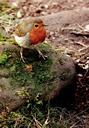 robin-christmas-bird-cute-xmas-1049101.jpg