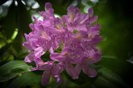 rhododendron-blooms-flowers-purple-454989.jpg