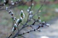 willow-salix-gems-gemma-buds-tree-1708838.jpg