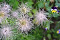 seeds-seed-flower-garden-798954.jpg