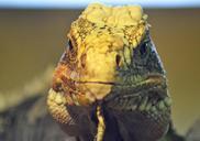 iguana-lizard-head-front-view-332674.jpg