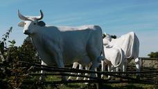 sculpture-cows-white-466178.jpg