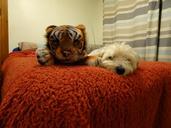 The_dog_and_his_toy_tiger._Best_friends..jpg