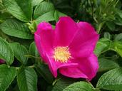 wild-rose-itching-powder-1140325.jpg