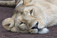 lioness-rest-carnivores-896596.jpg