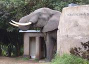 elephant-africa-toilet-tusks-386903.jpg