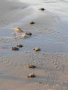 Baby sea turtles make their way toward the water.jpg