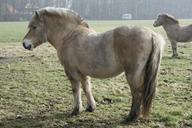 horse-fjord-horse-horses-975982.jpg