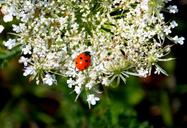 grassland-plants-ladybug-plant-251547.jpg