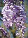 wisteria-bloom-purple-flower-white-1295576.jpg