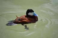 duck-bird-animal-wildlife-nature-631582.jpg