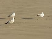 seagulls-birds-beach-water-travel-589356.jpg