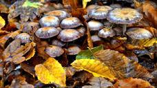 mushroom-forest-autumn-602874.jpg