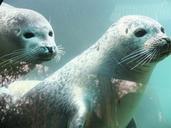 seal-robbe-lake-sea-lion-aquarium-505051.jpg