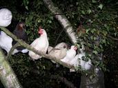 tree-chicken-chicken-tree-sleep-645816.jpg