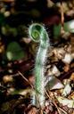 fern-frond-shoot-new-leaf-curled-645792.jpg