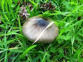 fungus-leaves-green-nature-forest-959295.jpg