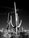 cactus-sw-black-and-white-saguaro-1635694.jpg