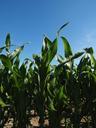 corn-cornfield-corn-leaves-green-592564.jpg