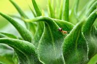 ant-plant-nature-green-insect-697940.jpg