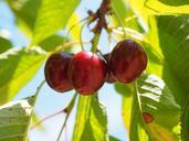 cherries-fruits-fruit-red-ripe-592255.jpg