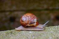 snail-brown-snail-shell-spiral-1396483.jpg