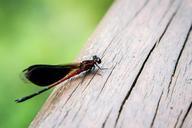 Damselfly_@_Manyueyuan_National_Forest_Recreation_Area.jpg