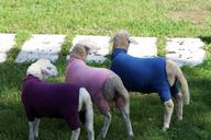 sheep-animals-farm-slovenia-1152666.jpg